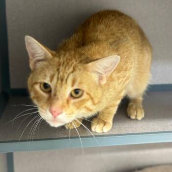 Hashbrown -  Domestic Short Hair Cat for Adoption in Marshalltown, Iowa - Hashbrown | PetCurious