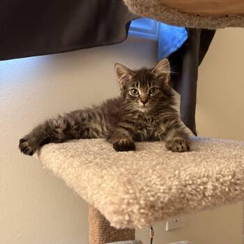 Grover -  Domestic Medium Hair Cat for Adoption in Ottawa, Ontario - Grover | PetCurious