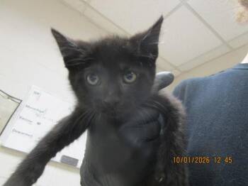 Lurch(620) -  Domestic Short Hair Cat for Adoption in Marietta, Georgia - Lurch(620) | PetCurious