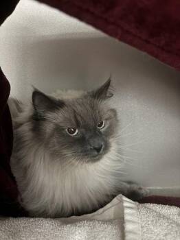 Siamese Cats Available for Adoption in Kalamazoo, Michigan - KNOXVILLE | PetCurious