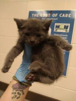 Rowan -  Domestic Short Hair Cat for Adoption in Palm Coast, Florida - Rowan | PetCurious