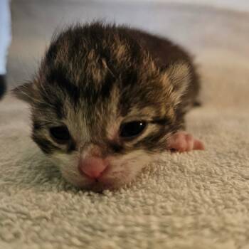 Rescue Domestic Short Hair Cats for Adoption in Jefferson City, Tennessee - CAJC-Stray-173010 | PetCurious