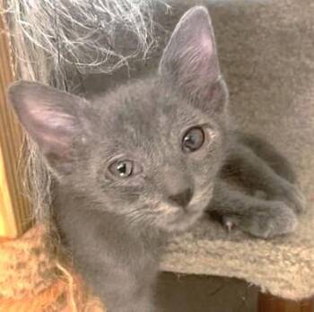 Grunt -  Domestic Short Hair Cat for Adoption in Atlanta, Georgia - Grunt | PetCurious