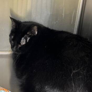 Domestic Short Hair Cats Available for Adoption in Hannibal, Missouri - Wilbur | PetCurious