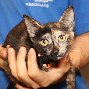 Mckennie -  Domestic Short Hair Cat for Adoption in Port Washington, New York - Mckennie | PetCurious