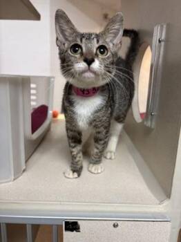 93515A Barbara -  Domestic Short Hair Cat for Adoption in North Charleston, South Carolina - 93515A Barbara | PetCurious