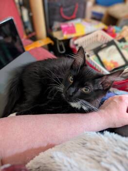 Domestic Medium Hair Cats Available for Adoption in Burlington, Washington - Annie - Ssb | PetCurious