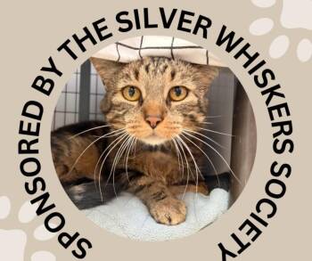 BABY BONES -  Domestic Short Hair Cat for Adoption in Santa Cruz, California - BABY BONES | PetCurious