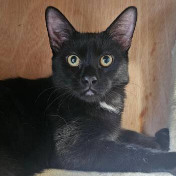 Domestic Short Hair Cats Available for Adoption - Junior | PetCurious