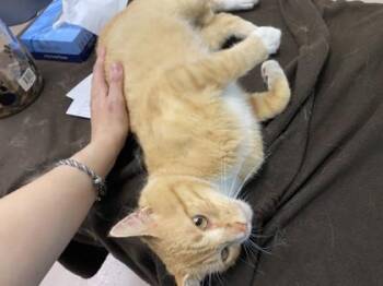 Buddy -  Domestic Short Hair Cat for Adoption in Woodbury, Minnesota - Buddy | PetCurious