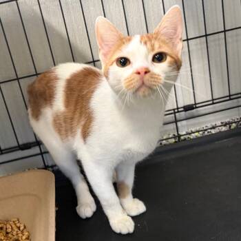 Aspen -  Domestic Short Hair Cat for Adoption in Kerrville, Texas - Aspen | PetCurious