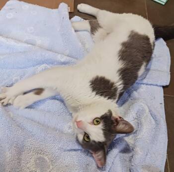 American Shorthair Cats Available for Adoption in Greensboro, North Carolina - Dolly | PetCurious