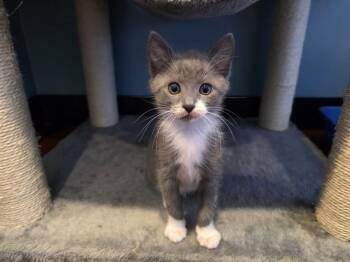 Domestic Short Hair Cats Available for Adoption in Santa Clara, California - TITO | PetCurious