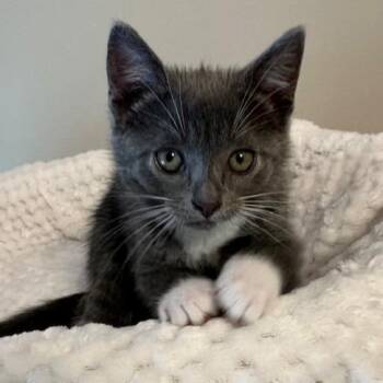 Saylor -  Domestic Short Hair Cat for Adoption in Cumming, Georgia - Saylor | PetCurious