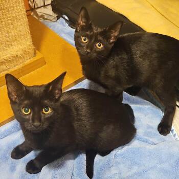 Stella & Yoko -  Domestic Short Hair Cat for Adoption in Chicago, Illinois - Stella & Yoko | PetCurious