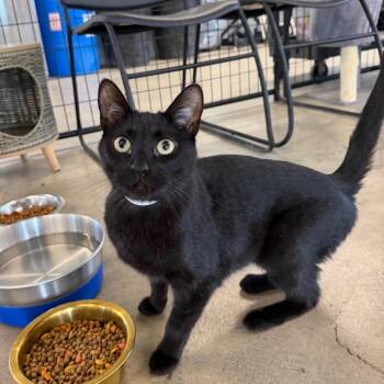 Brazil -  Domestic Short Hair Cat for Adoption in Spanish Fork, Utah - Brazil | PetCurious