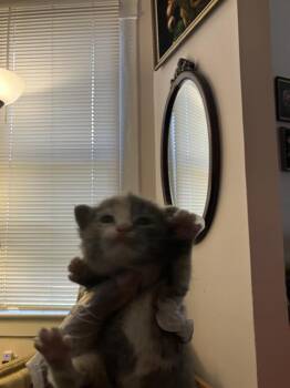 Rescue Domestic Medium Hair Cats for Adoption in Dallas, Texas - SOPHIA | PetCurious