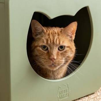 Domestic Short Hair Cats Available for Adoption in South Elgin, Illinois - Jingles | PetCurious