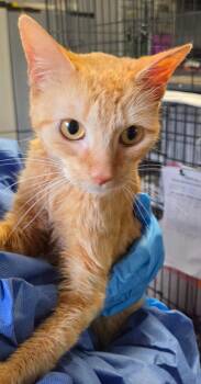 2026-92 Tangerine -  Domestic Short Hair Cat for Adoption in Windsor, Connecticut - 2026-92 Tangerine | PetCurious