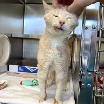 Domestic Short Hair Cats Available for Adoption in Richmond, Virginia - Arthur | PetCurious