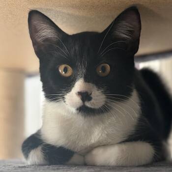 Joey -  Domestic Short Hair Cat for Adoption in Huntington, Massachusetts - Joey | PetCurious
