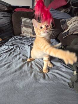 Jonagold -  Domestic Short Hair Cat for Adoption in Manhattan, Kansas - Jonagold | PetCurious