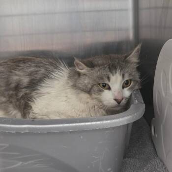 Domestic Medium Hair Cats Available for Adoption in Port Charlotte, Florida - Bodhi | PetCurious