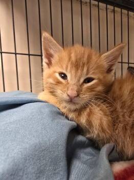 Mango -  Domestic Short Hair Cat for Adoption in Blountville, Tennessee - Mango | PetCurious