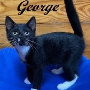 George -  Tuxedo Cat for Adoption in Southern Pines, North Carolina - George | PetCurious
