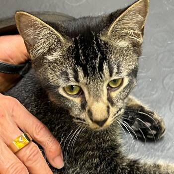 Macintosh Cadillac 0326 SF -  Domestic Short Hair Cat for Adoption - Macintosh Cadillac 0326 SF | PetCurious