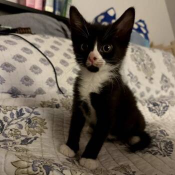 Greg -  Domestic Short Hair Cat Available for Adoption in Waldorf, Maryland - Greg | PetCurious