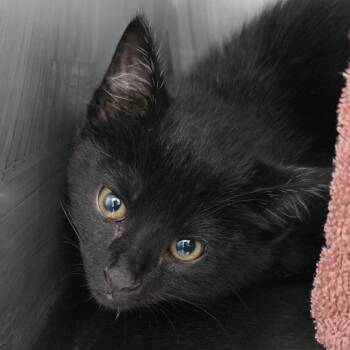 Poncho -  Domestic Short Hair Cat for Adoption in Council Bluffs, Iowa - Poncho | PetCurious