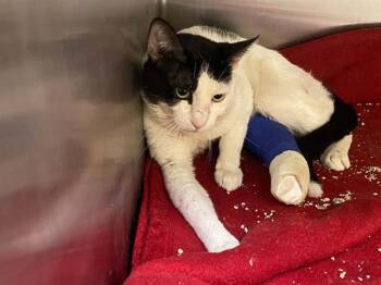 A1966304 -  Domestic Short Hair Cat for Adoption in Tustin, California - A1966304 | PetCurious