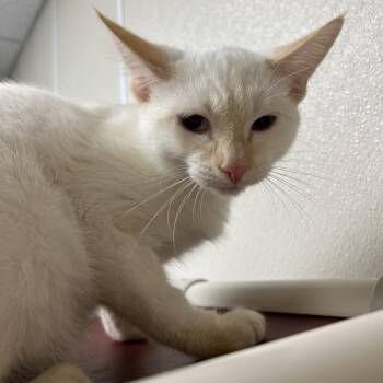 Harvard -  Domestic Short Hair Cat for Adoption in Pekin, Illinois - Harvard | PetCurious
