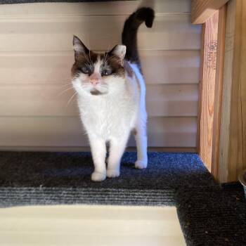 Glinda -  American Shorthair and Ragdoll Cat for Adoption in Milton, Florida - Glinda | PetCurious