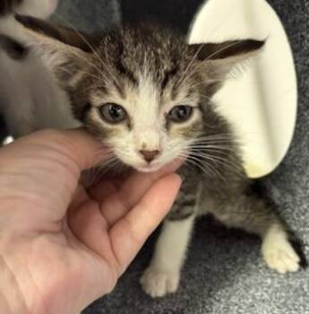 Tobias -  Domestic Short Hair Cat for Adoption in Gainesville, Florida - Tobias | PetCurious