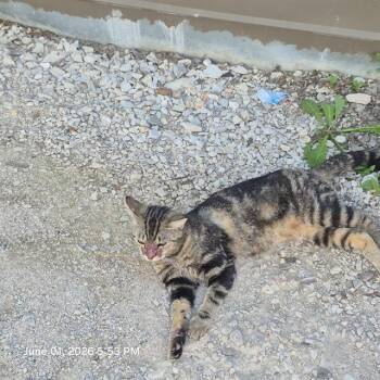 Domestic Short Hair Cats Available for Adoption in San Antonio, Texas - SORBET | PetCurious