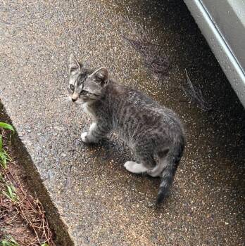 Slash -  Domestic Short Hair Cat for Adoption in Little Rock, Arkansas - Slash | PetCurious