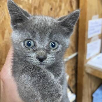 Gator -  Domestic Short Hair Cat for Adoption in Blairsville, Georgia - Gator | PetCurious