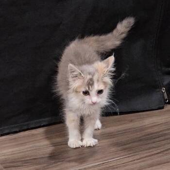 Lilo -  Dilute Calico Cat for Adoption in Pottsboro, Texas - Lilo | PetCurious