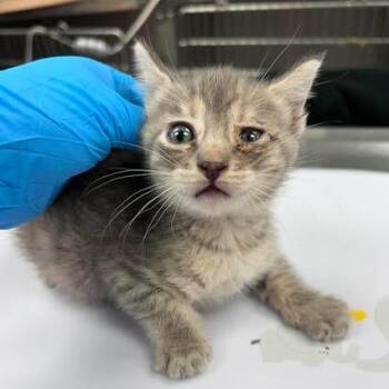 Shadow 26-05-057 -  Domestic Short Hair Cat for Adoption in Bastrop, Texas - Shadow 26-05-057 | PetCurious