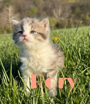 Domestic Medium Hair Cats Available for Adoption in Martinsburg, West Virginia - Rory | PetCurious