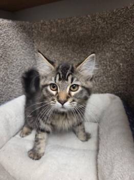 Meowly Cyrus -  Domestic Medium Hair Cat for Adoption in Jackson, Tennessee - Meowly Cyrus | PetCurious