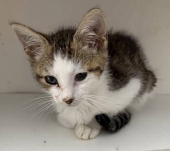 Rescue Domestic Medium Hair Cats for Adoption in Virginia Beach, Virginia - Jewel '25 | PetCurious