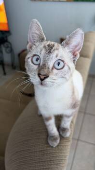 Rescue Domestic Short Hair Cats for Adoption in Franklin, Massachusetts - Ely | PetCurious