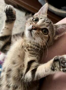 Rescue Domestic Short Hair Cats for Adoption in Wildomar, California - Moira Rose | PetCurious