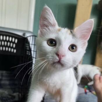 Pickle (paired with a sibling) -  Domestic Short Hair Cat for Adoption in Reisterstown, Maryland - Pickle (paired With A Sibling) | PetCurious