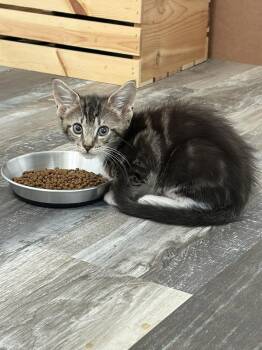 Kraft -  Domestic Short Hair Cat for Adoption in Ruskin, Florida - Kraft | PetCurious