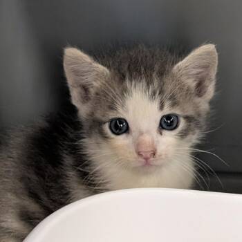Chipotle Lime -  Domestic Short Hair Cat for Adoption in Morganton, North Carolina - Chipotle Lime | PetCurious