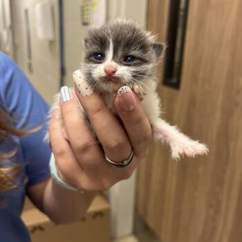 Nobuko -  Domestic Short Hair Cat for Adoption in Bristol, Indiana - Nobuko | PetCurious